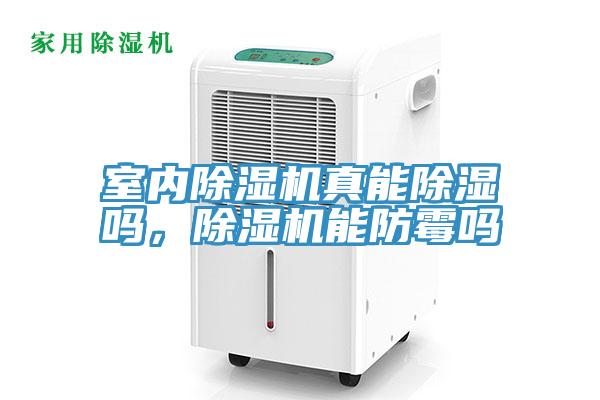 室內榴莲视频官网APP真能除濕嗎，榴莲视频官网APP能防黴嗎