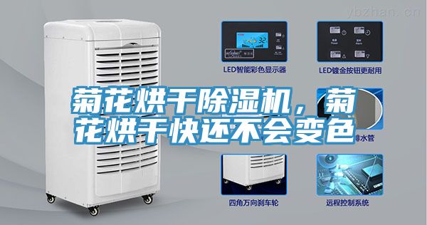 菊花烘幹榴莲视频官网APP，菊花烘幹快還不會變色
