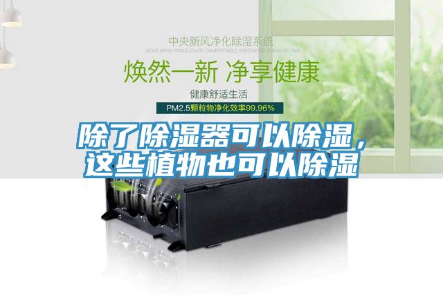 除了除濕器可以除濕，這些植物也可以除濕